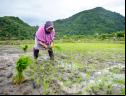 mulher em plantação de arroz 