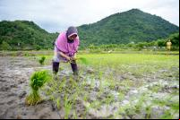 mulher em plantação de arroz 