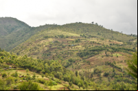 foto de paisagem pontuada por árvores no Quênia