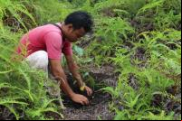 Projeto de Reflorestamento de Pesalat, na Indonésia, restaura floresta em parque nacional degradado por fogo e extração de madeira (foto: James Anderson/WRI)