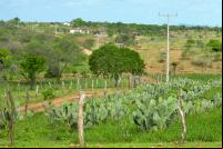 Produção de palma na Caatinga. Espécie para alimentação dos animais, a palma pode ser usada em Sistemas Agroflorestais com árvores frutíferas (Foto: Bruno Calixto/WRI Brasil)
