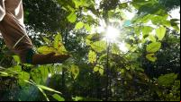 pessoa toca em plantas dentro de florestas em regeneração natural