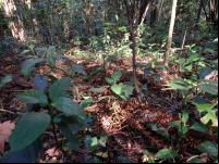 Área de Mata Atlântica em regeneração
