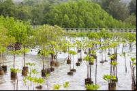 imagem mostra mudas para a restauração de mangues