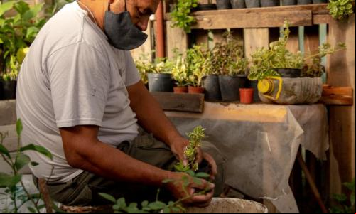 Agricultor cuida de mudas de uma das hortas urbanas de Rosário, na Argentina