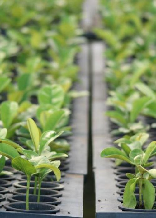 Restaura produtor
